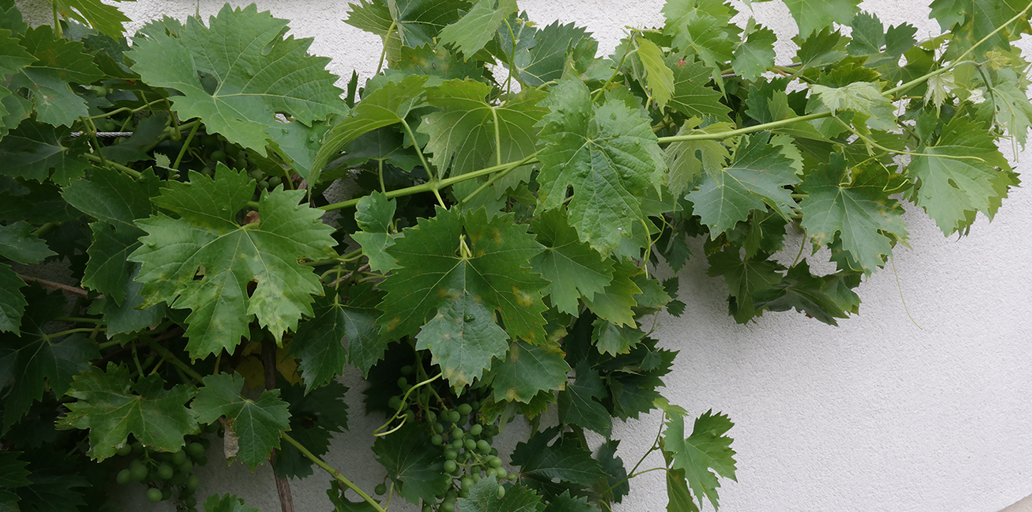 Eine Weinrebe wächst die Wand entlang.