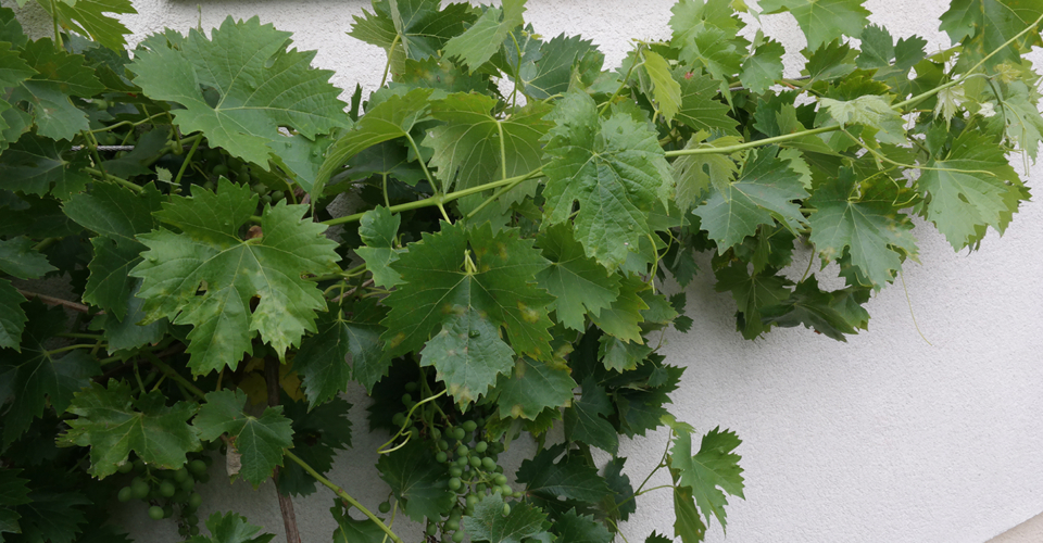 Essbare Bio-Kletterpflanzen im Garten und auf dem Balkon