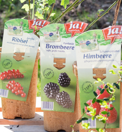 Diverse Ja! Natürlich Bio-Beerenpflanzen im Topf.