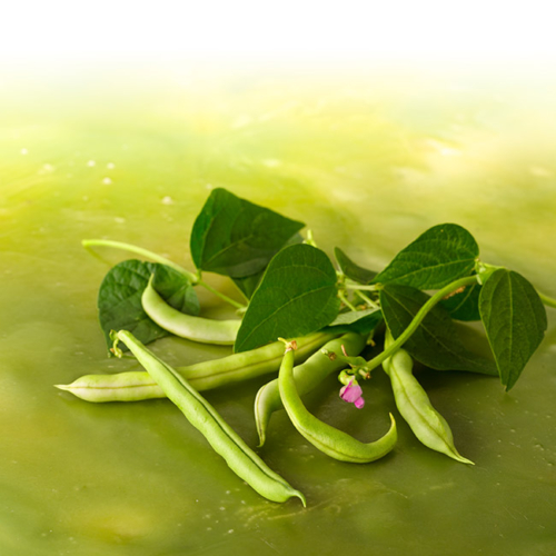Bio-Basilikum in einem Korb.