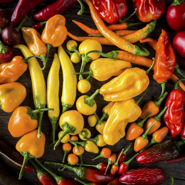 Bio-Chili Raritäten: Knallbunte Brandstifter mit ordentlich Pfeffer
