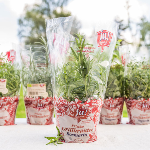 Ja! Natürlich Bio-Grillkräuter im Topf Rosmarin. Weitere Kräuter im Hintergrund.