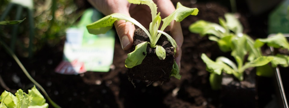 Jemand ist dabei, einen Salat-Setzling zu pflanzen.