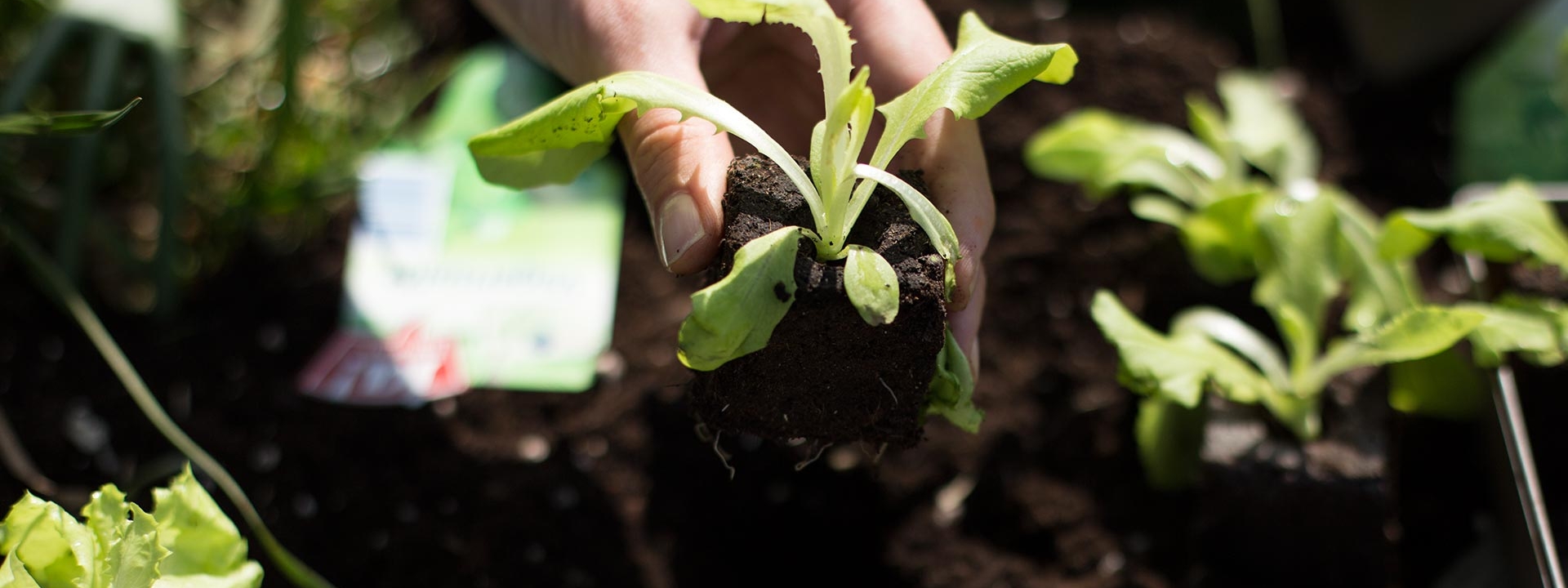 Jemand ist dabei, einen Salat-Setzling zu pflanzen.