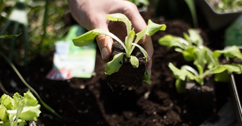 Interview mit Bio-Gartenexpertin Doris Kampas