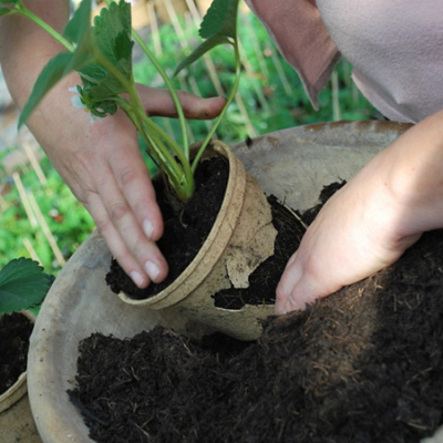 Hände setzen einen Setzling vom Anzuchttopf ins Beet.