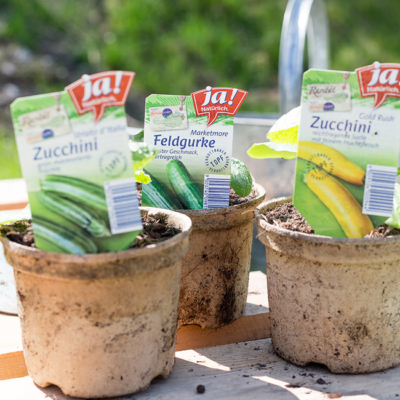 Ja! Natürlich Bio-Gemüsepflanzen im Topf.