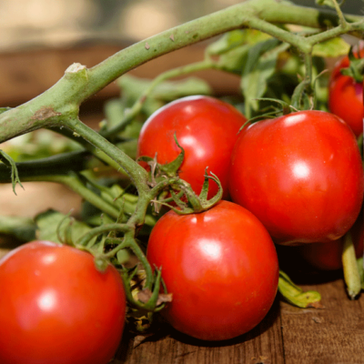Bio-Paradeiser am Stiel.