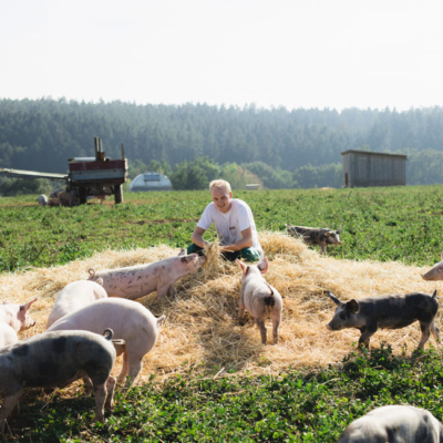 Jemand hockt neben mehreren Ferkeln.
