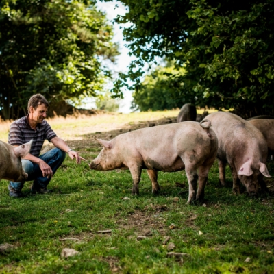 Jemand hockt neben Schweinen.