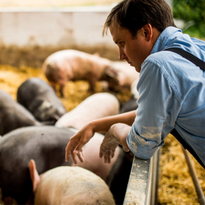 Jemand beobachtet Schweine.