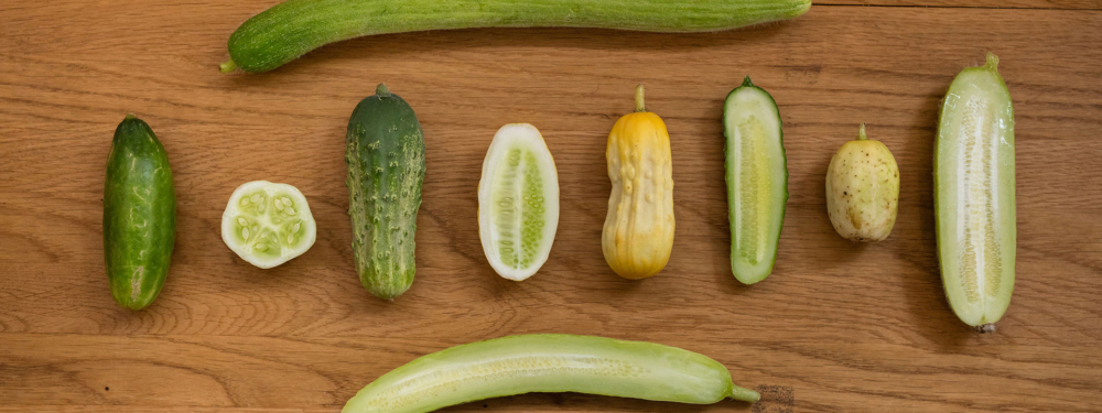 Bio-Gurkenraritäten.