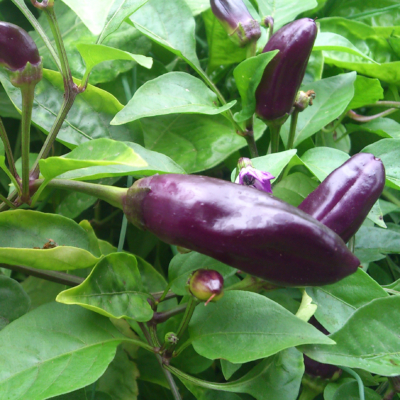 Bio-Melanzani beim Wachsen.