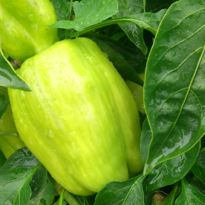 Grüner Bio-Paprika zwischen dunkelgrünen Blättern.