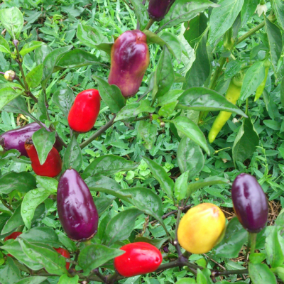 Rote, gelbe und lilafarbene Bio-Chilis auf einem Strauch.