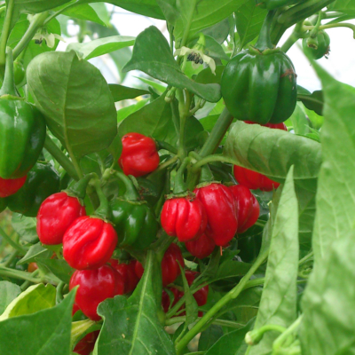 Rote und grüne Chilis auf einer Staude.