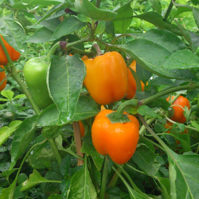 Orangene Bio-Paprika auf einer Staude.