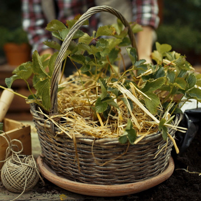 Bio-Garten Tutorial: Upcycling mit Körberl & Erdbeerjungpflanzen