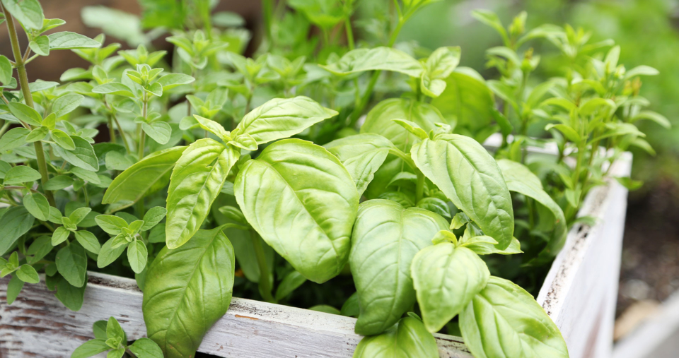 Kräuter für Balkon und Garten